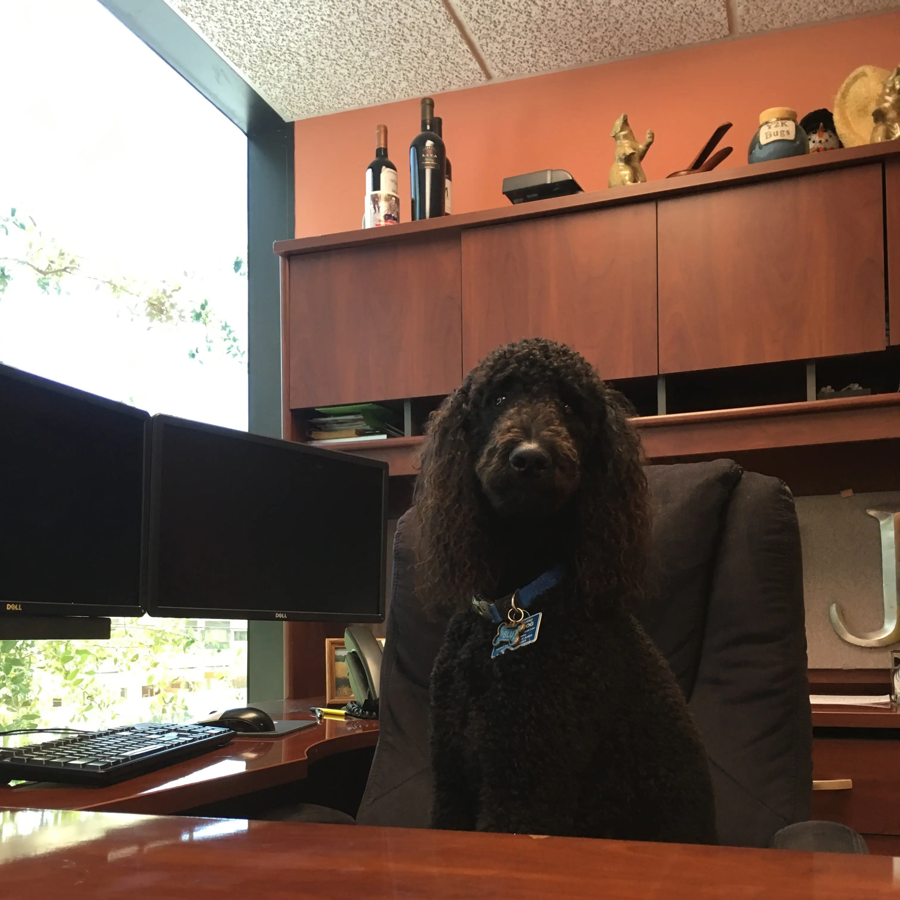 Blu Sacks - Office Manager